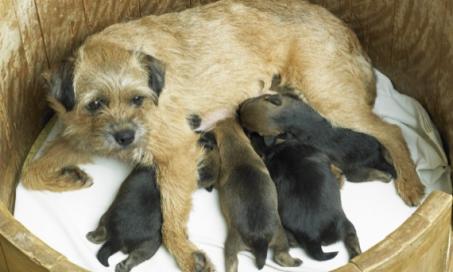are puppies born on their due date