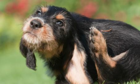 6 Common Ear Problems in Dogs