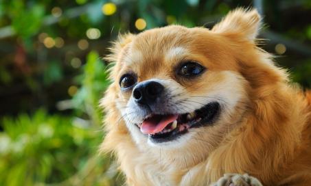 6 Common Mouth Conditions in Dogs