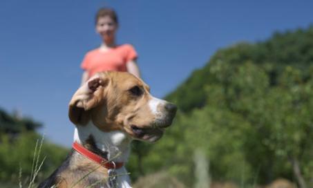 are carbs good for dogs