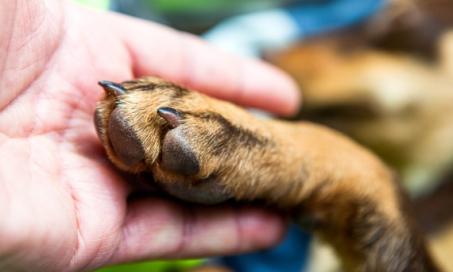 为什么狗会舔和嚼它们的爪子?