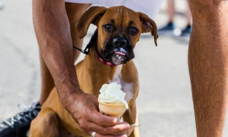 6 Reasons Why Your Dog Shouldn’t Have Sugar