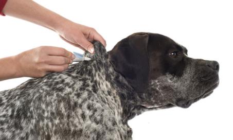 4 Things You MUST Consider Before Buying Flea and Tick Medicine for Dogs