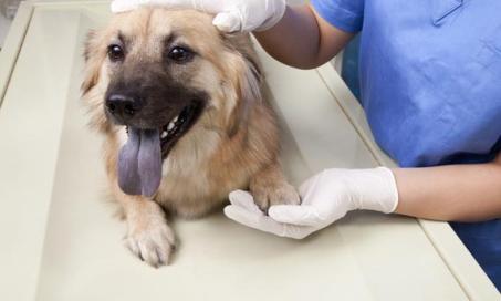 4 Must-Know Facts About Kidney Disease in Dogs