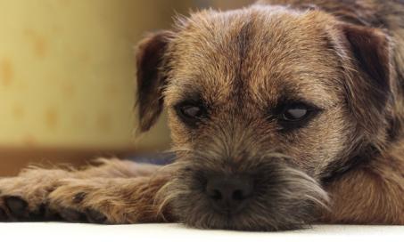 6 Reasons Your Dog Is Depressed