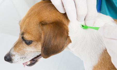 Hyperthermia in Dogs | PetMD