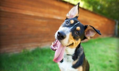 6 Heartworm Prevention Mistakes You Might Be Making