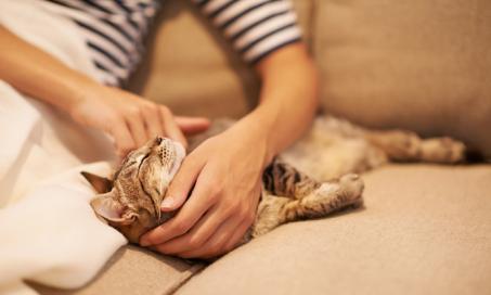 6种和你的猫建立亲密关系的方法