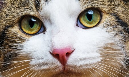 7 Tips for Treating Cat Eye Infections