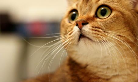 8 Common Cat Fears and Anxieties
