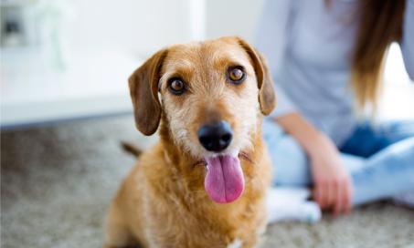 How Old Is My Dog? 5 Tips for Determining Your Dog’s Age