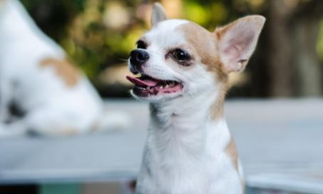 can an underbite in a puppy correct itself