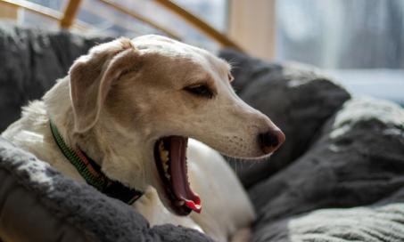 8 Surprising Causes of Dog Coughing