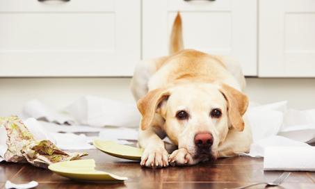 6 Signs Your Dog Isn’t Getting Enough Exercise