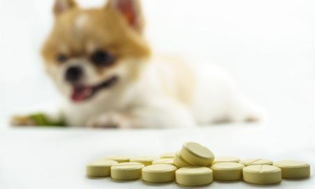 6 Pet Medication Storage Tips to Avoid Danger