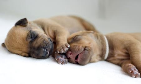 12 Fascinating Facts You Didn’t Know About Newborn Puppies