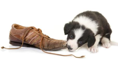 New Puppy Training Tips: Caring for a Teething Puppy