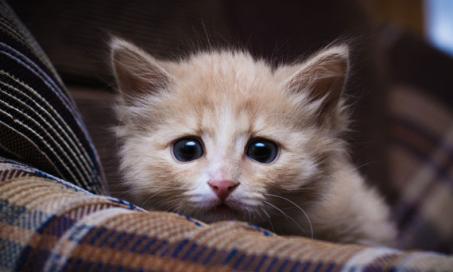 10 Signs Your Cat Might Be Stressed