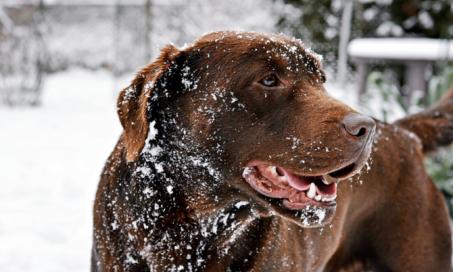 6 Tips for Treating Your Dog’s Dry Winter Skin
