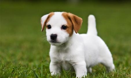 Top 10 Best Ways to Train Your New Puppy