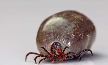 How Do Common Tick Medications Work?