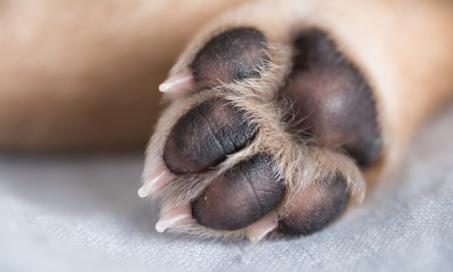 How to Stop a Dog's Nail From Bleeding | PetMD