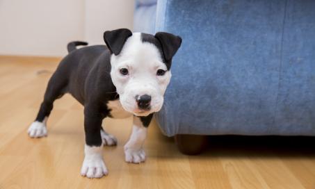 6 Common Puppy Actions and What They Mean