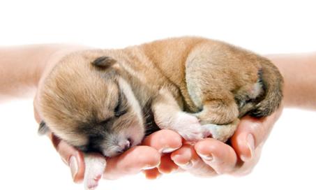Pictures of Newborn Puppies and Kittens
