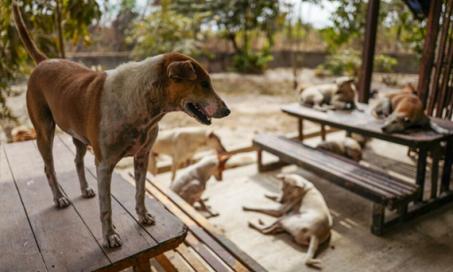 这5名倡导者正在帮助世界各地无家可归的狗