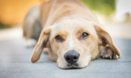Symptoms of Fleas on Dogs