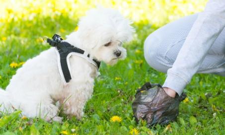 6 Things Commonly Found in Your Dog’s Poop