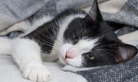 是什么原因导致猫咳嗽和要做什么