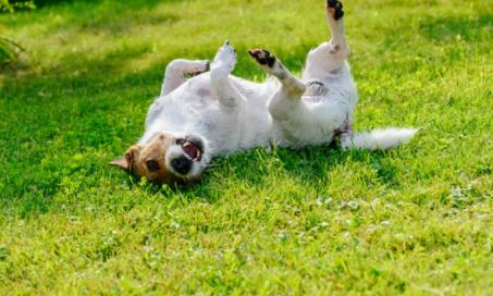 How to Get Rid of Tapeworms in Dogs
