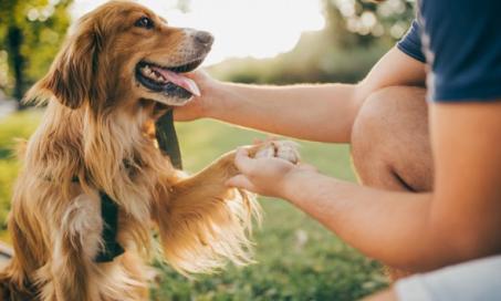 Probiotics for Dogs: Do They Work?