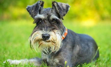 What Causes Pancreatitis in Dogs and How to Treat It