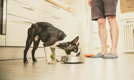 What Is Freeze-Dried Dog Food? Is It Better Than Dehydrated Dog Food?