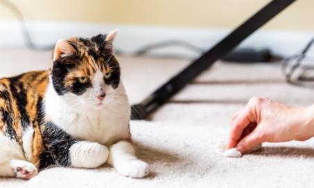 Why Your Cat is Throwing Up and What To Do
