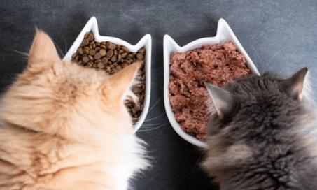 湿猫粮与干猫粮:哪个更好?