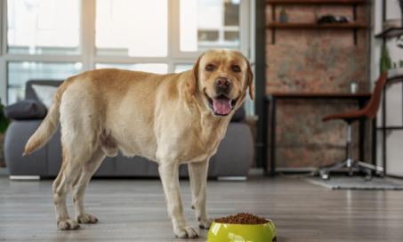 What Is Organic Dog Food?
