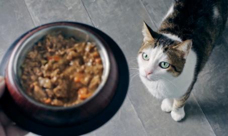 What Is Organic Cat Food?