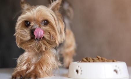 What Is the Best Dog Food?