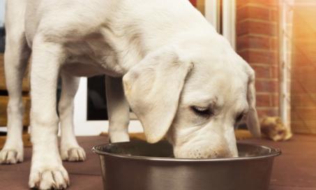 What's in Natural Dog Food? 