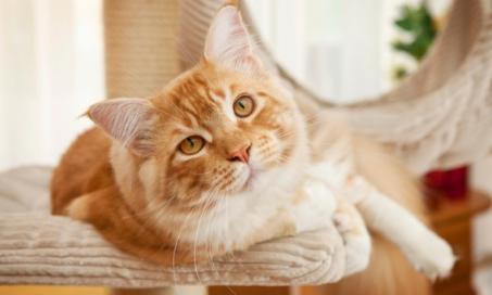 Do Cats Need High-Protein Cat Food?