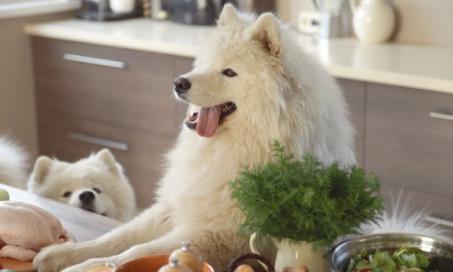 What Is Human-Grade Dog Food?