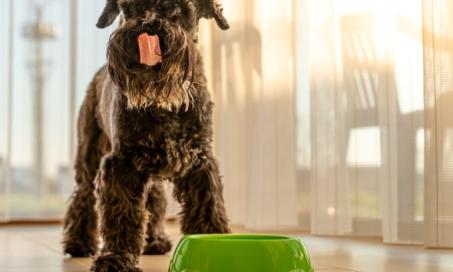 What Is a Limited Ingredient Dog Food?