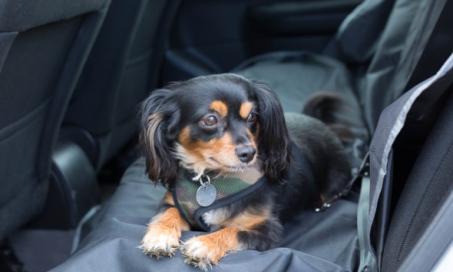 Dog Car Sickness and Motion Sickness