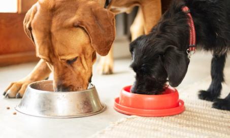 Dry Dog Food vs. Wet Dog Food: Which Is Better?