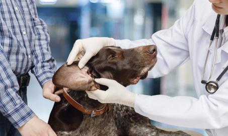 如何识别、治疗和预防狗耳感染