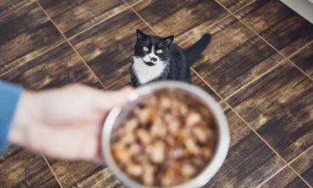 猫营养:是什么让营养猫粮?