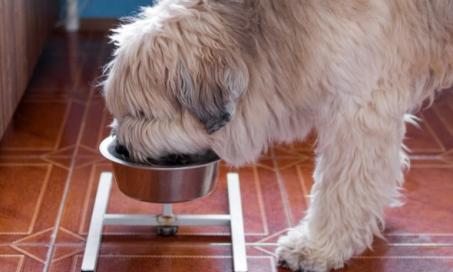 狗的乐趣n: Guide to Dog Food Nutrients